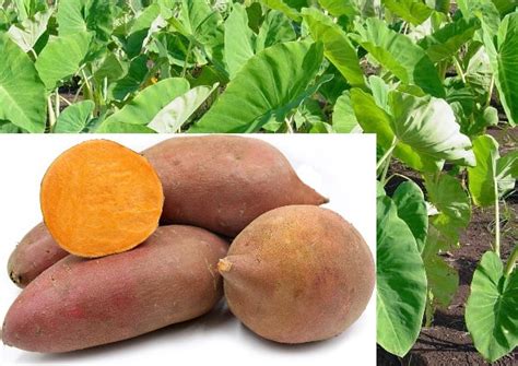 Understanding the Ideal Climate for Cultivating Yams