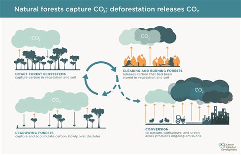 Understanding the Impact of Afforestation on Climate Change