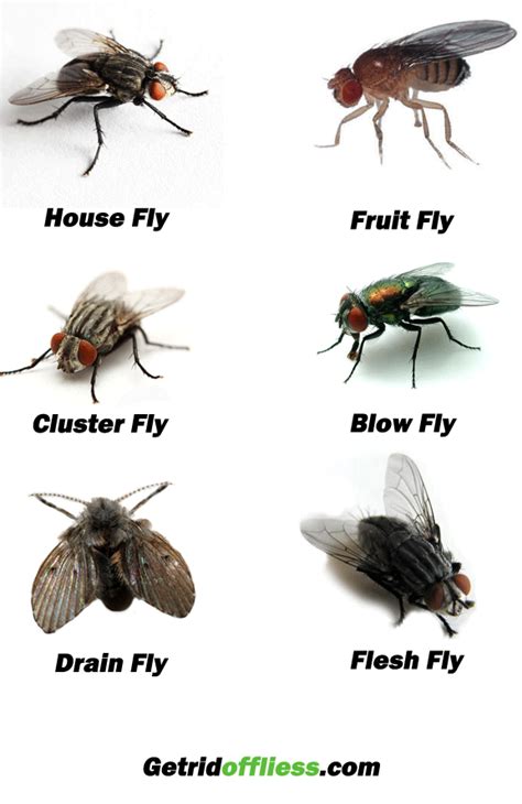 Understanding the Issue of House Fly Infestations