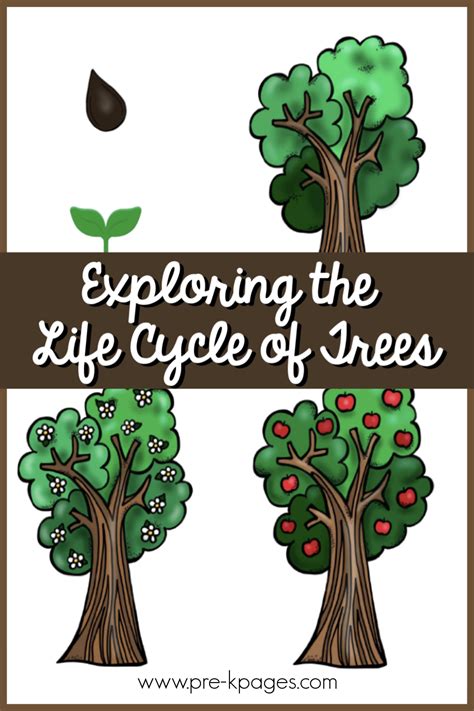 Understanding the Life Cycle of Trees: Exploring the Journey from Small Seedlings to Magnificent Giants