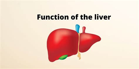 Understanding the Liver: Functions and Importance