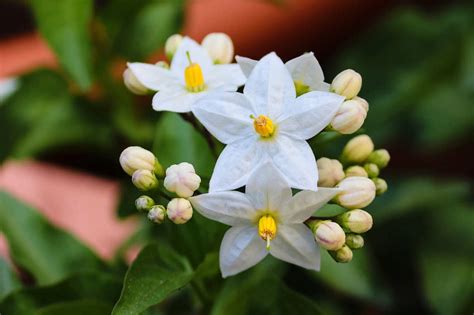 Understanding the Meaning of Dreams Involving Jasmine Gifts