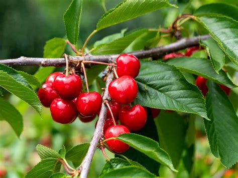 Understanding the Optimal Growing Conditions for Cherry Trees