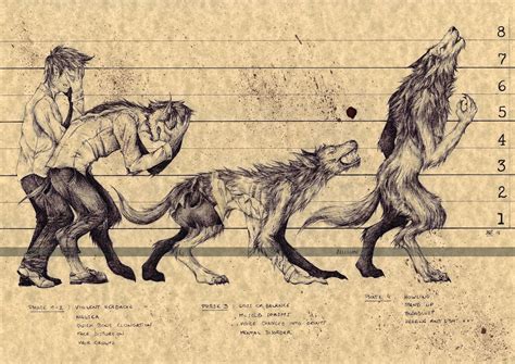 Understanding the Physical Changes in Werewolf Metamorphosis