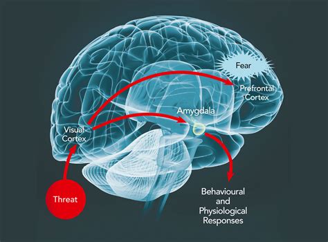 Understanding the Role of Fear and Anxiety in the Urge for Secrecy