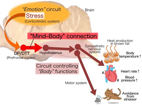 Understanding the Role of Stress in Intense Heartbeat Experience during Dreams