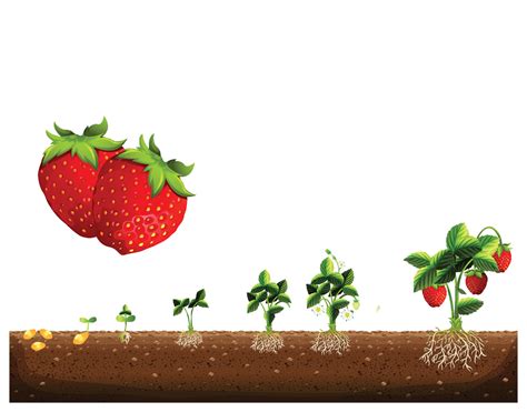 Understanding the Significance of Soil Quality for Successful Strawberry Growth