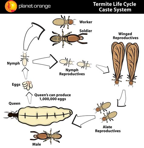 Understanding the Significance of Termite Nests in Evolution