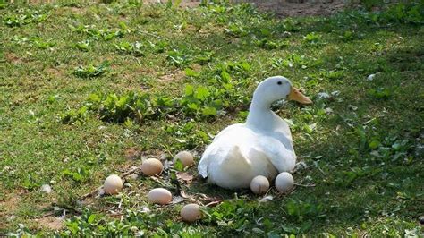 Understanding the Symbolism in Dreams: Decoding the Significance of a Duck's Egg-laying