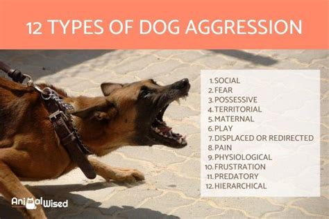 Understanding the Underlying Foundations of Canine Aggression