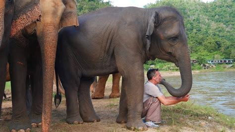 Unearth the Enigmatic Bond between Elephants and Humans