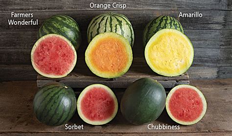 Unearthing Nature's Spectrum: Nurturing Diverse Blue Watermelon Varieties