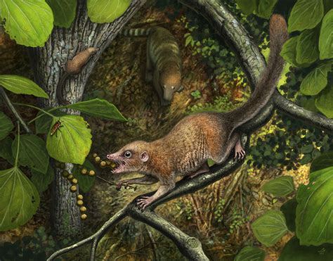 Unearthing the Mysterious Fossils: Tracing the Origins of the Primal Primate