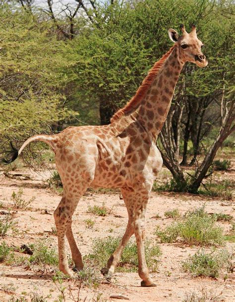 Unexpected Advantages of Having a Miniature Giraffe