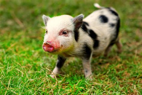 Unique Traits and Characteristics of Miniature Swine