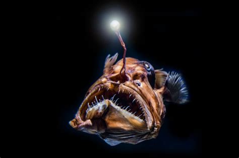 Unleash Your Imagination: Unlocking the Mysteries of Deep-sea Fish