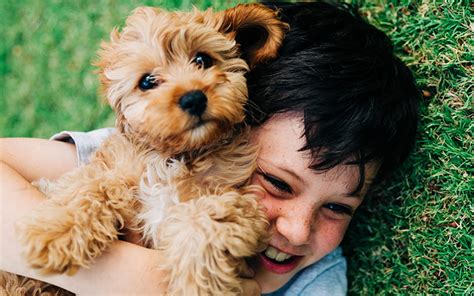 Unleashing Happiness: The Emotional Benefits of Fantasizing About Adorable Pooches