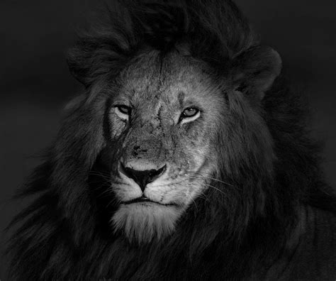 Unleashing Inner Strength: The Lion as a Symbol of Personal Power