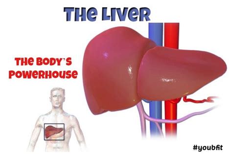 Unlock the Potential of Liver: A Nutritional Powerhouse