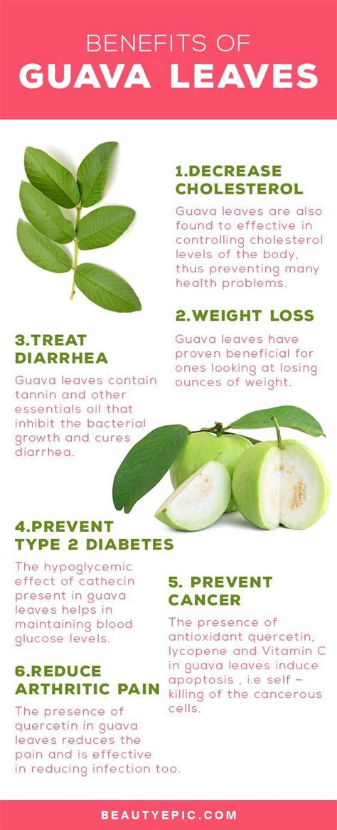 Unlocking the Anti-Inflammatory and Antioxidant Potential of Guava