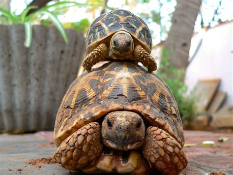 Unlocking the Delight of Connecting with Your Petite Tortoise