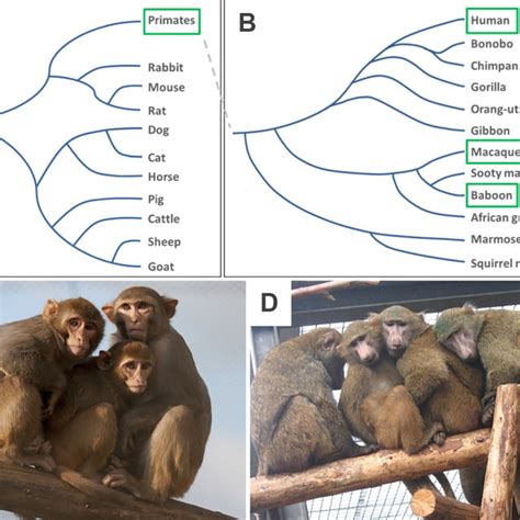 Unlocking the Enigma: Exploring the Cognitive Abilities of a Primordial Primate