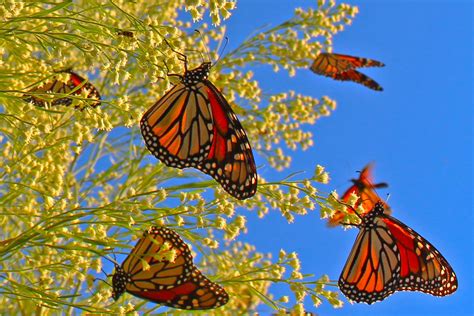 Unlocking the Enigma of Butterfly Migration