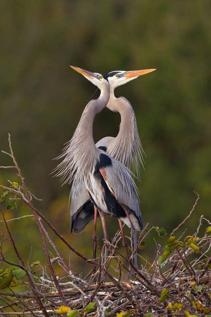 Unlocking the Fascinating Courtship Displays of Avian Species