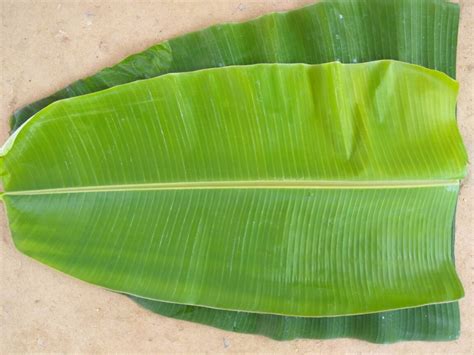Unlocking the Hidden Health Benefits of Majestic Emerald Banana Leaves