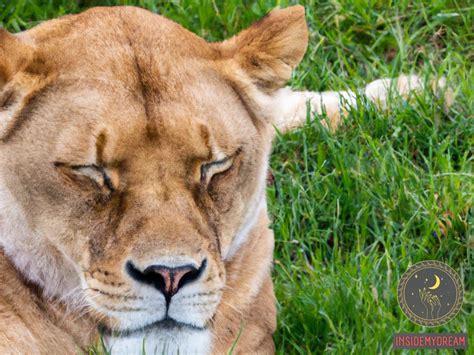 Unlocking the Hidden Meanings in Lioness Dream Interpretation