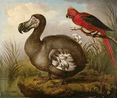 Unlocking the Mysteries: Discovering the Habits of the Elusive Dodo Species