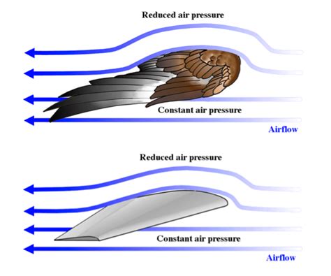 Unlocking the Mysteries of Bird Flight: Decoding the Mechanics of Feathers and Wings