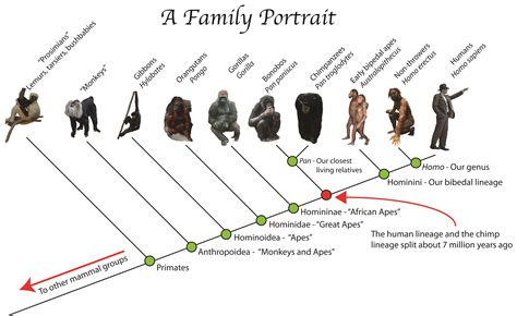 Unlocking the Mystery: Revealing the Hidden World of Fictitious Primate Progeny