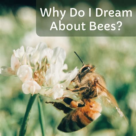 Unlocking the Positive Connotations of the Bee Dream