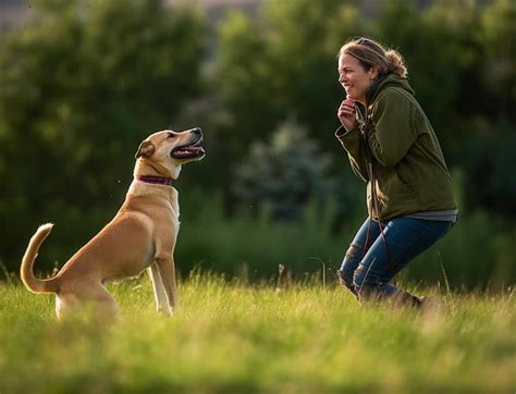 Unlocking the Potential: Training Your Charcoal Canine Companion 