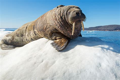 Unlocking the Secret Potential of Dreams Involving Arctic Creatures to Foster Personal Growth