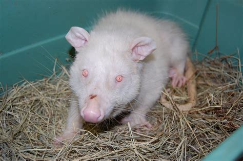 Unlocking the Secrets: Current Research and Future Perspectives on Albino Possums