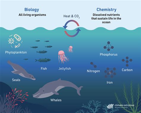 Unlocking the Significance of Deceased Marine Creatures within Ecosystems