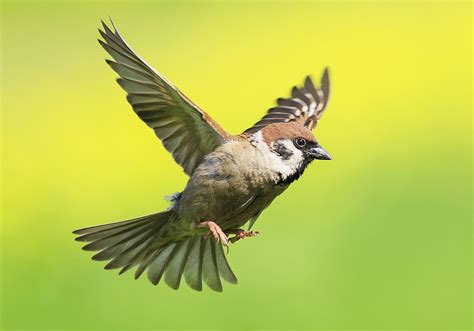 Unlocking the Symbolic Potential of Sparrows in Your Everyday Life