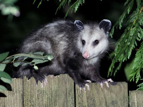 Unravel the Mystery Behind the Opossum's Nocturnal Lifestyle