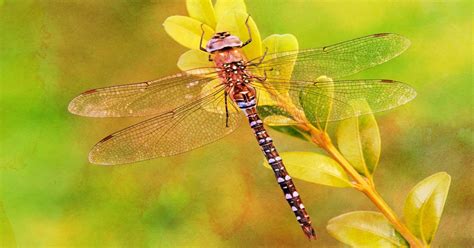 Unraveling the Aerial Prowess of Dragonflies