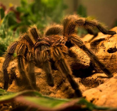 Unraveling the Captivating Journey of Tarantula Symbolism