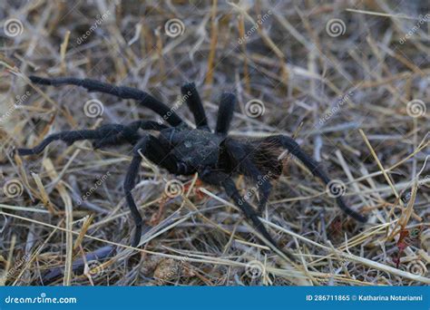 Unraveling the Connection between Fear and Dreams of an Ebony Tarantula