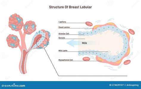 Unraveling the Connection between Personal Experiences and Fantasizing about an Additional Mammary Organ