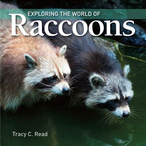 Unraveling the Enigma: Exploring the Allure of Raccoons