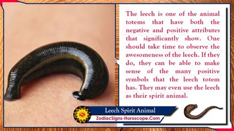 Unraveling the Enigma: Exploring the Symbolism of Black Leeches in Dreams