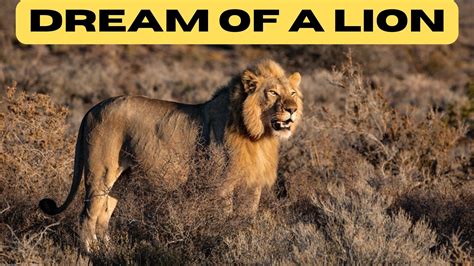 Unraveling the Enigmas of Lion Dreams