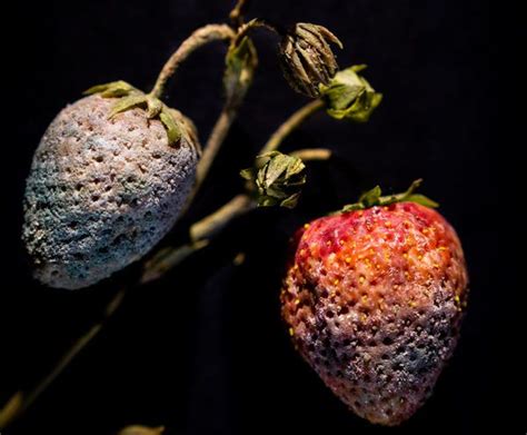 Unraveling the Enigmatic Phenomenon of Dreaming about a Decayed Tropical Fruit