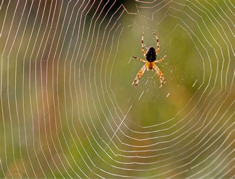 Unraveling the Hidden Meanings of Spider Webs