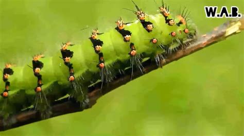 Unraveling the Mystery: How Caterpillars Develop Their Hues